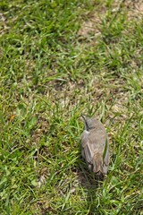 Fototapeta premium Lesser Whitethroat (Curruca curruca) on grassy ground, Estonia, Europe.