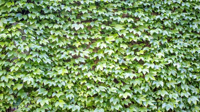 Green Ivy Wall Background &ndash; Slow Pan Across Dense Climbing Vine Foliage