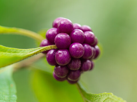 Purple beautyberry 
