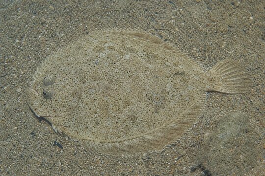 A flat fish camouflaged on a sandy seabed, seen from above.