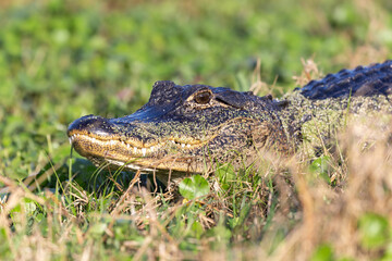Fototapeta premium Alligator in the wetlands