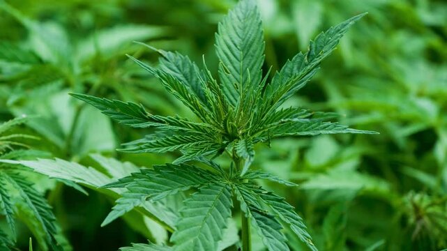 Closeup of a vibrant green cannabis plant leaf in a natural outdoor setting