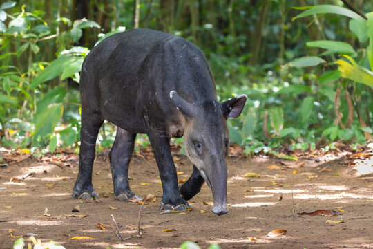 Baird's tapir walking in rainforest