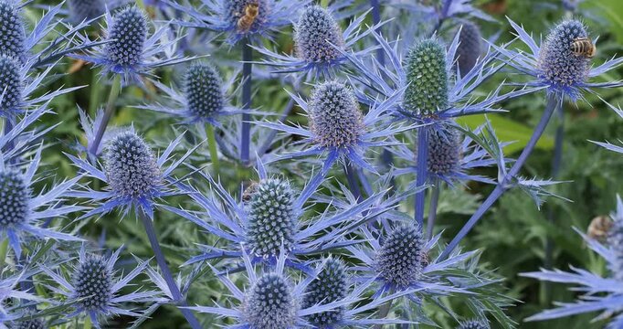 Eryngium zabelii 'Big Blue'. Sea holly.  Intense blue conical flower heads surrounded by involucre of spiny, silvery-blue bracts at the top of the stems, Nectar and pollen attracting masses of bees