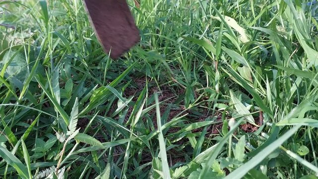 Close-up of farmer hand weeding using a hoe to remove grass and weeds from the soil in the morning. Traditional agricultural work and organic farming concept.