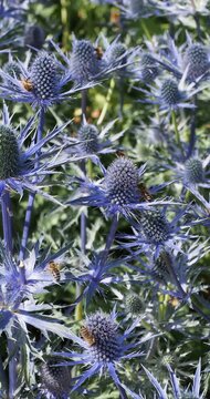 (Eryngium zabelii) Sea holly 'Big Blue'. Spiky, divided, green foliage. on stiff, branched stems, topped with blue, thimble-shaped flowerheads surrounded by a ruff of prickly, silvery-blue bracts
