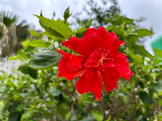 red hibiscus flower © Bini Rositi