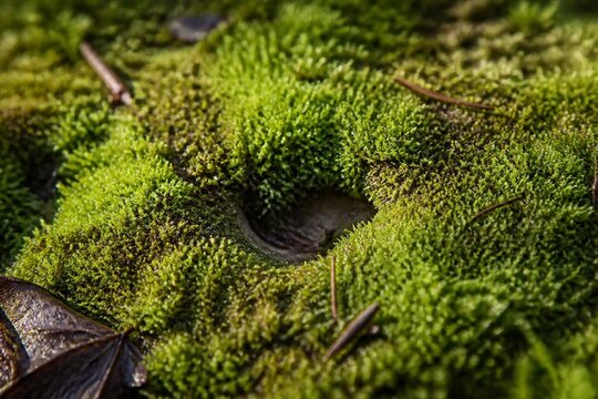 Small indentations in damp green moss with morning light.