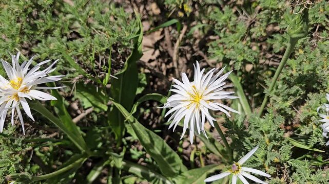 White salsify wildflowers with delicate star-shaped petals and yellow centers bloom among green shrubs on a spring mountain slope.
📍 Hawraman Takht, Kurdistan, Iran 