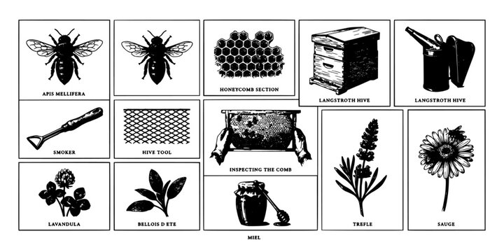 Beekeeping Illustration Showcasing Honeycomb, Hive Tools, and Plants in Black and White Featuring Bees, Apis Mellifera, Smoker with Inspecting