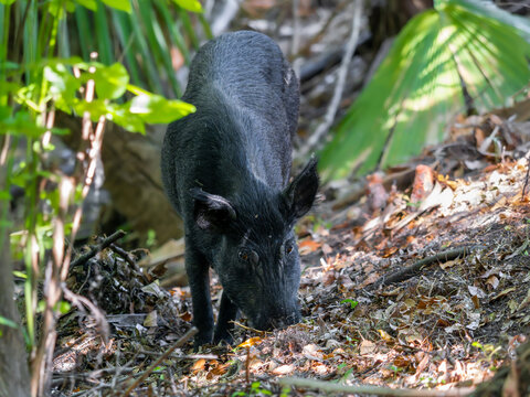Wild hog eating