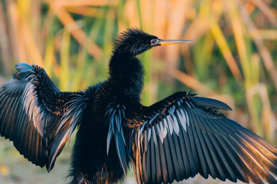 Anhinga spreading its wings