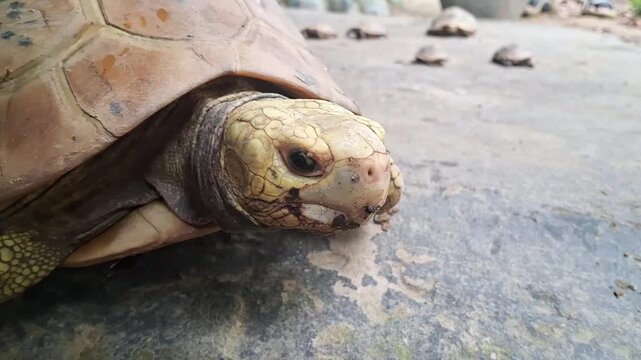 The Elongated Tortoise is a distinctive tortoise species found in South and Southeast Asia, including parts of Bangladesh. It is easily recognized by its elongated shell, which is more stretched.