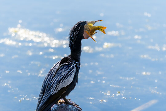 Anhinga eating a fish
