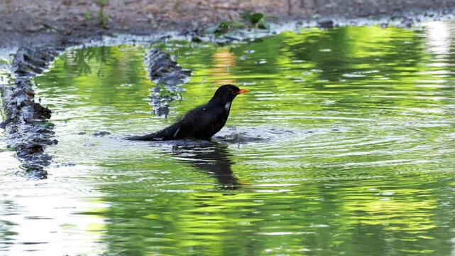 Common blackbird male taking a bath in a forest pond, Turdus merula