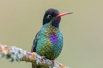 Fototapeta premium The Iridescent Hummingbird Perched on a Lichen Covered Branch in Light