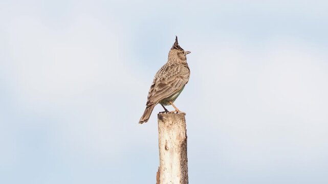 Crested lark singing on fence post in summer, Galerida cristata
