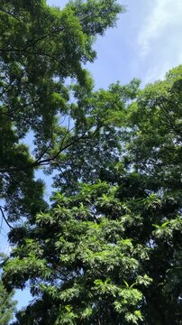 Tropical trees of the oak tree and the breadfruit tree with the sound of birds at city hall park in Bandung, Indonesia