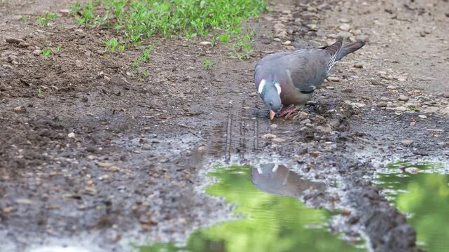 Common wood pigeon searching for food and small stones on the ground, Columba palumbus
