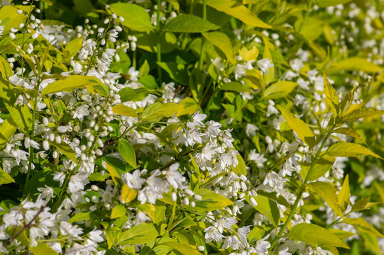 Deutzia gracilis duncan Chardonnay pearls bright white flowering shrub, beautiful ornamental flowers in bloom
