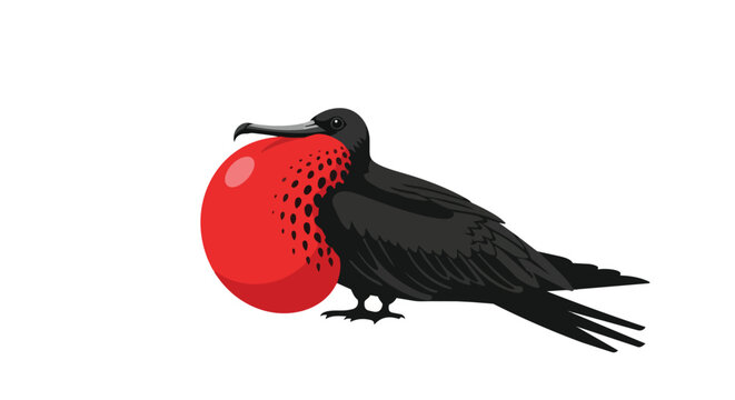 Magnificent Frigatebird with Inflated Red Throat Gular Pouch Vector Illustration Isolated on White Background.