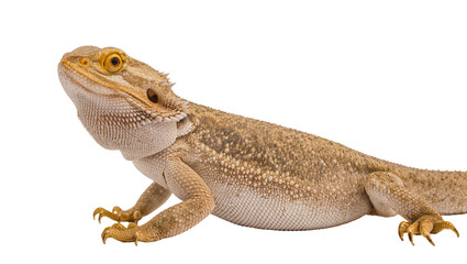 Fototapeta premium Bearded dragon reptile with spiky scales and yellow eyes