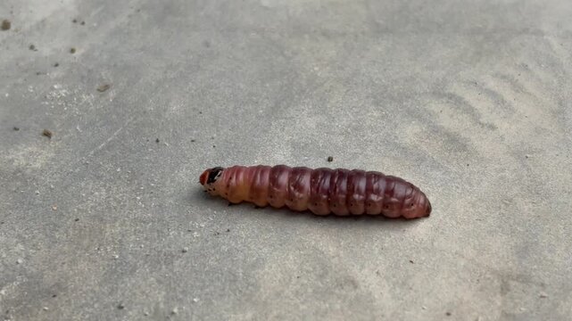 Brown grub crawl on concrete surface its segmented body shows signs of recent movement, dark head contrasts with reddish-brown casing the motion captures a quiet, grounded moment. fruit pest