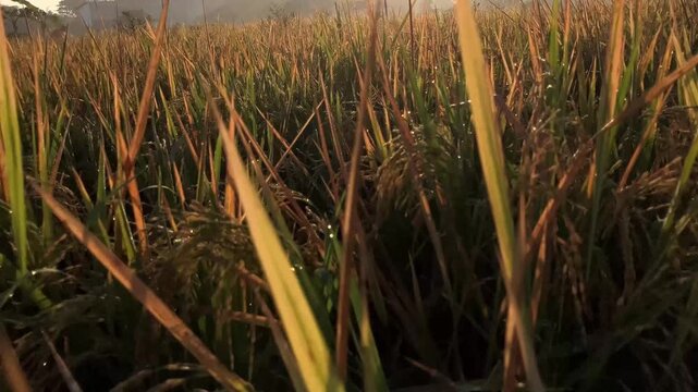 4K slow motion tilt up video focusing on ripe golden rice ears and green leaves glistening with fresh morning dew drops inside an agricultural paddy cultivation field at beautiful sunrise