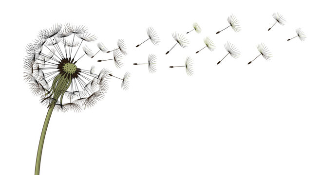Detailed illustration of a dandelion flower head with several seeds floating away into the air on a white background.