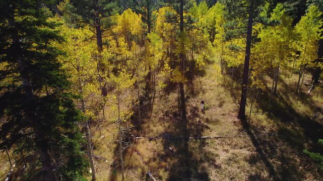 Beautiful drone shot showcasing colorful fall trees and mountain forest scenery while a distant person walks deeper into the autumn woodland.