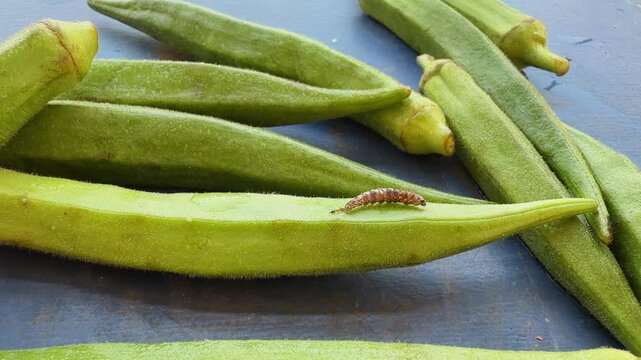 Closeup of fresh green okra pods with a caterpillar of the Okra Shoot and Fruit Borer Earias vittella crawling on the surface highlighting an agricultural pest affecting vegetable crops and farm produ