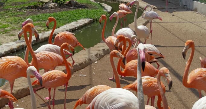 A lively group of flamingos with vivid pink and orange plumage gather beside a narrow water channel. Ideal for wildlife documentaries or educational content.