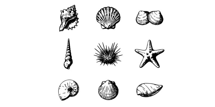 Seashells Set of Detailed Black and White Engraved Shells and Starfish on a Clean White Background Featuring Shell, Starfishes, Marine Life