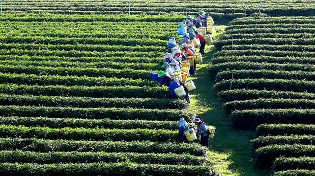 Tea pickers working in a lush green tea plantation in thailand