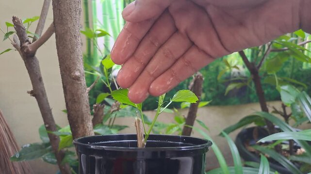 Small green plant grows in black pot