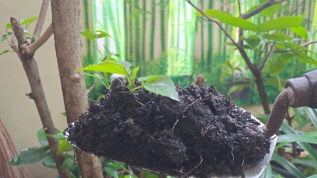 Tiny plant sprouts from rich, dark soil