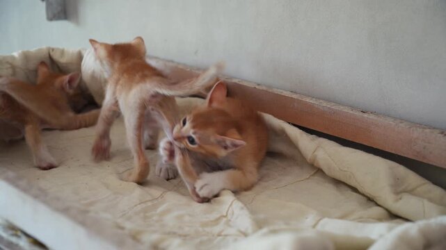 Kittens Playing and Walking on Bedding in Indoor Static Shot