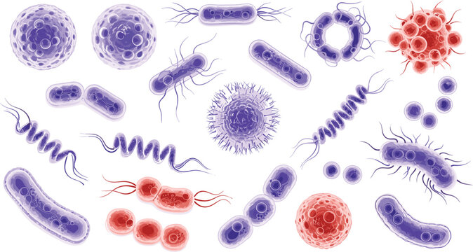 Microscopic World of Diverse Bacteria and Cells: Scientific Illustration Featuring Rod, Spiral, Spherical, and Flagellated Microorganisms