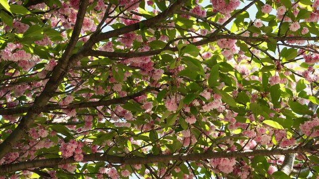 Pink Blossoms on Tree Branches With Green Leaves Static Shot