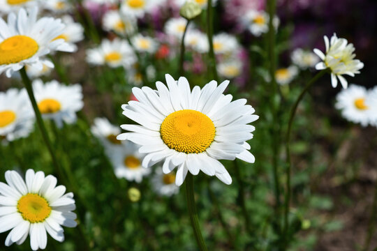 Close-up of a white daisy flower in a field Matricaria chamomilla
