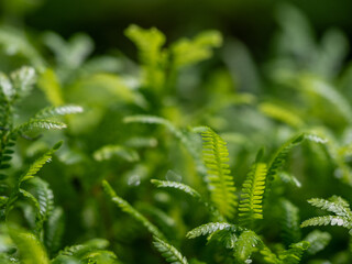 The fine and delicate leaves of the Spike Moss fern © Satakorn