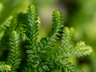 The fine and delicate leaves of the Spike Moss fern © Satakorn