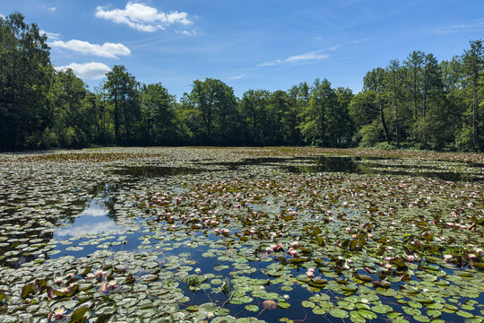 Many large, pink blooming and budding lotus flowers in the pond.