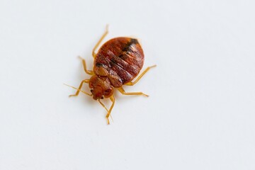 Fototapeta premium The Bed Bug On White Background Closeup Revealing Red Brown Exoskeleton Details