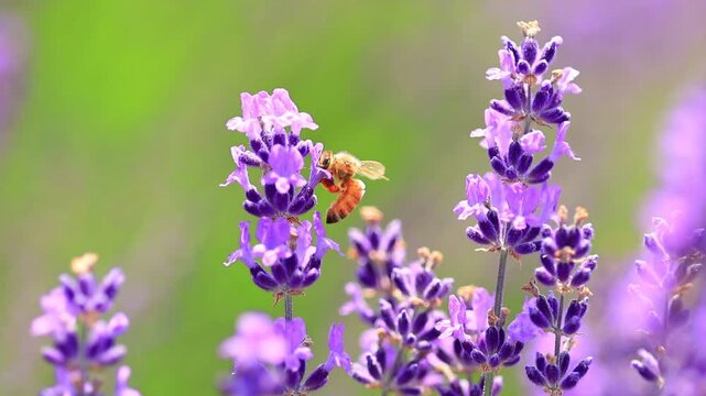  bee on lavender flowers, slow-motion