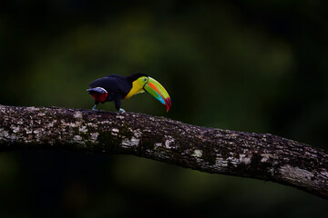 Fototapeta premium Keel-billed Toucan, Ramphastos sulfuratus, bird with big bill flying above the forest. Beautiful wildlife scene. Animal in nature forest habitat, Costa Rica. Flying tropical bird during strong rain.