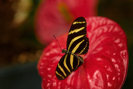 Beautiful butterfly Zebra Longwing, Heliconius charitonius in nature habitat. Nice insect from Costa Rica. Zebra Longwing on red flower bloom in the nature. Wildlife.