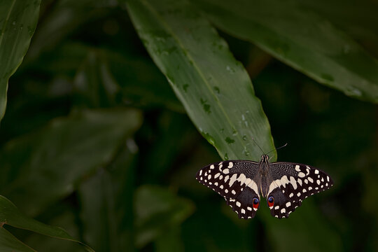 Botswana Wildlife. Tropic butterfly in the jungle fores. Close-up. Citrus swallowtail or Christmas butterfly, Papilio demodocusInsect on pink red flower bloom in nature habitat, South Africa,