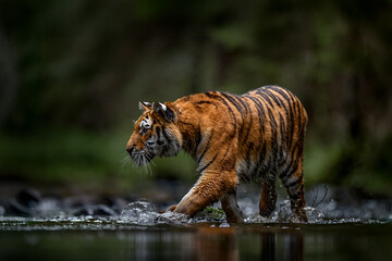Fototapeta premium Amur tiger running in the water, Siberia. Dangerous animal, tajga, Russia. Wildlife nature. Animal in green forest stream. Siberian tiger splashing water.