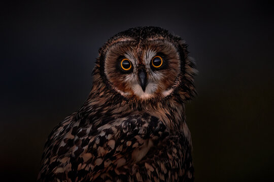 Short-eared Owl, Asio flammeus sanfordi, rare endemic bird from Sea Lion Island, Fakland Islands, Owl in the nature habitat. Bird in habitat . Wildlife scene from nature. Late evening owl.